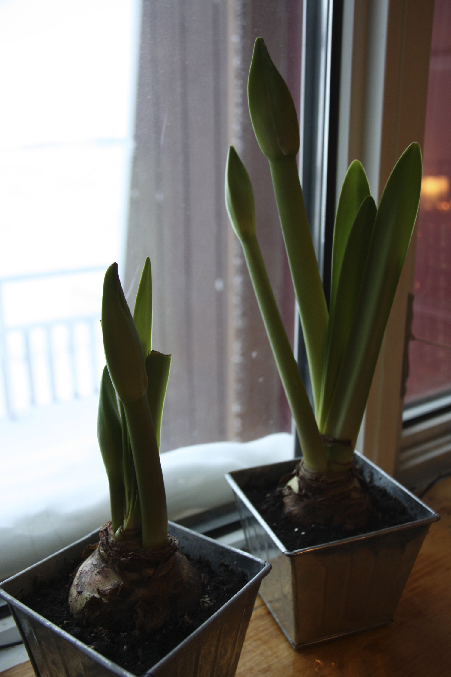 Amaryllis sprouting in front of the snowy bay window.