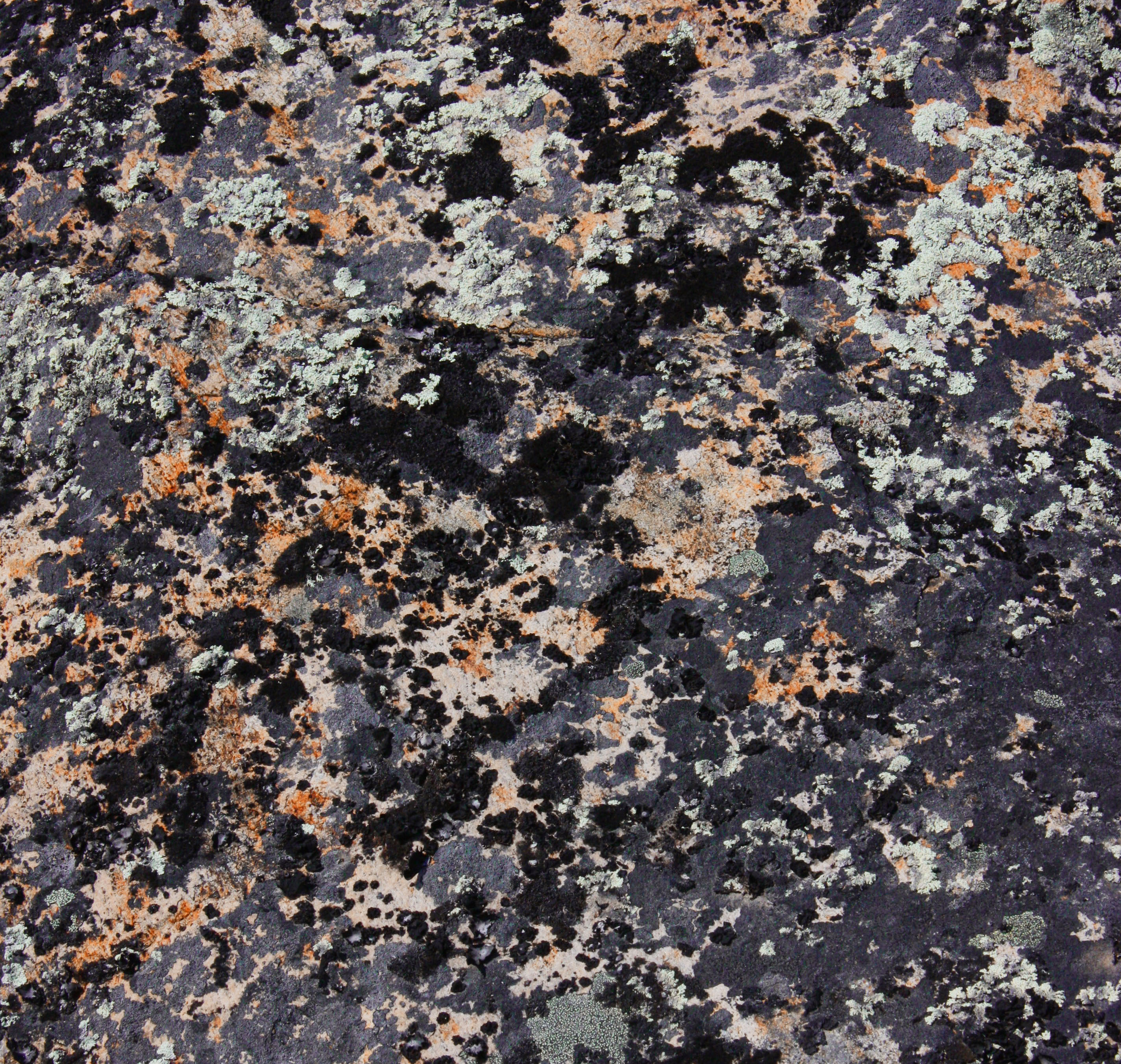 ARCTICdeco.com: Tundra Lichens